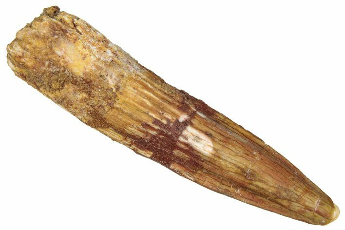 Fossil Spinosaurus Tooth - Real Dinosaur Tooth #298370